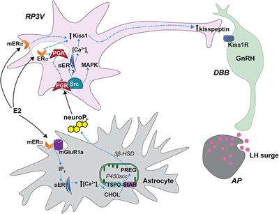 Hypothalamic Astrocyte Development and Physiology for Neuroprogesterone Induction of the Luteinizing Hormone Surge